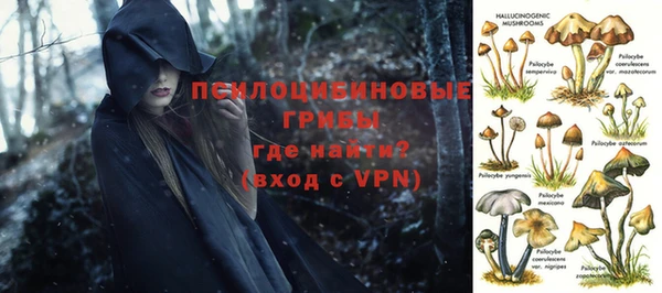 прущие грибы Билибино
